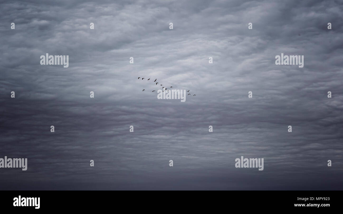 Low Angle View von Silhouette Vögel gegen bewölkter Himmel fliegen Stockfoto
