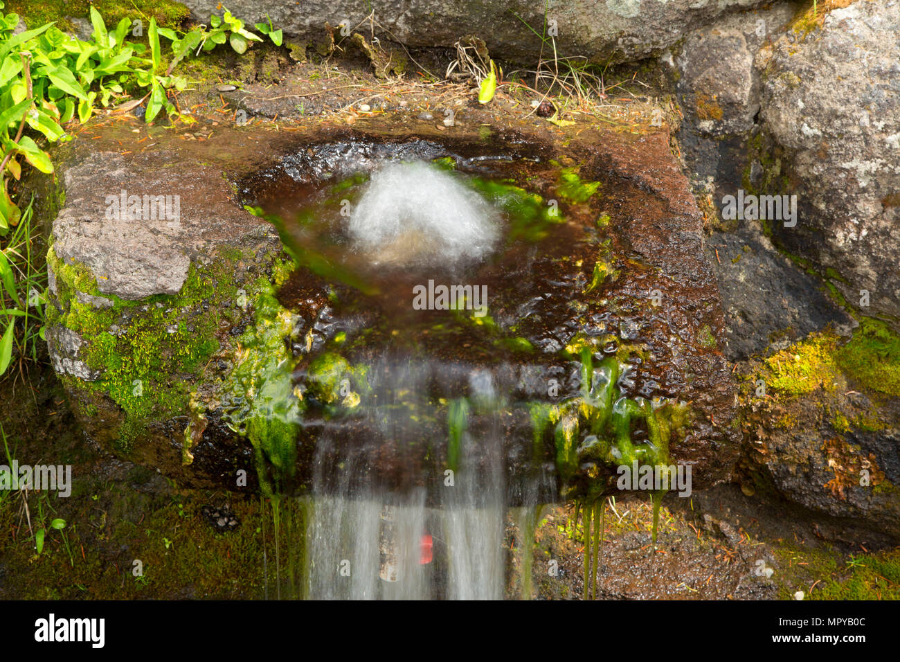 Howard Springs, Targhee National Forest, Nez Perce National Historic Trail, Idaho Stockfoto