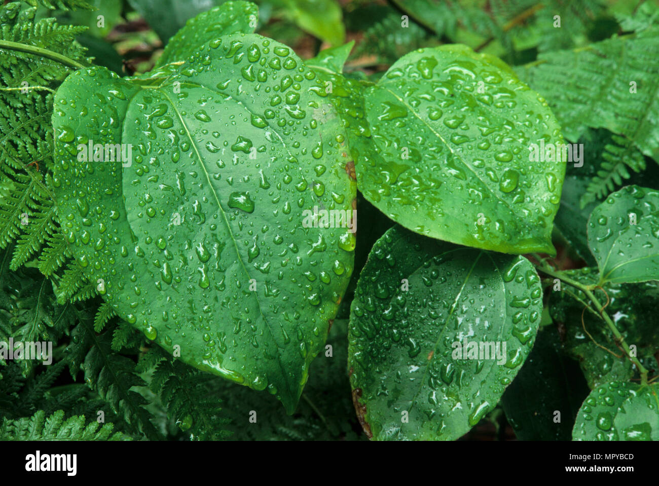 Briar, Forbes State Forest, Pennsylvania Stockfoto