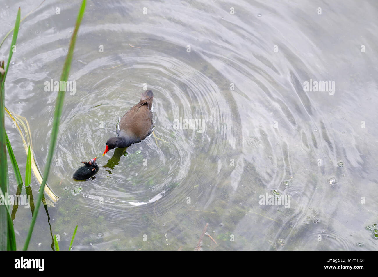 Gemeinsame Sumpfhuhn (Gallinula chloropus) Blässhuhn Fütterung der Küken. Sie schwimmen auf dem Schilf. Stockfoto