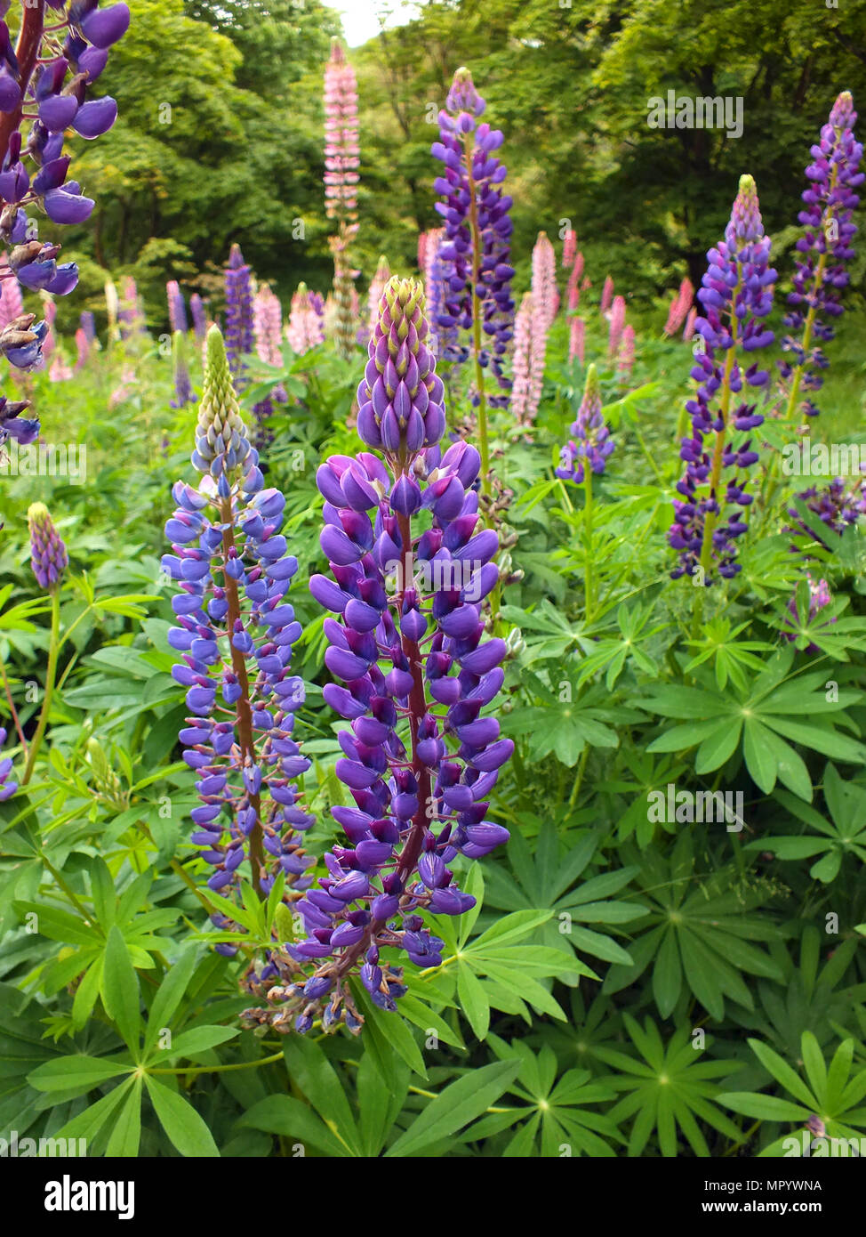 Viele Lila und Rosa Lupine Blumen Stockfoto