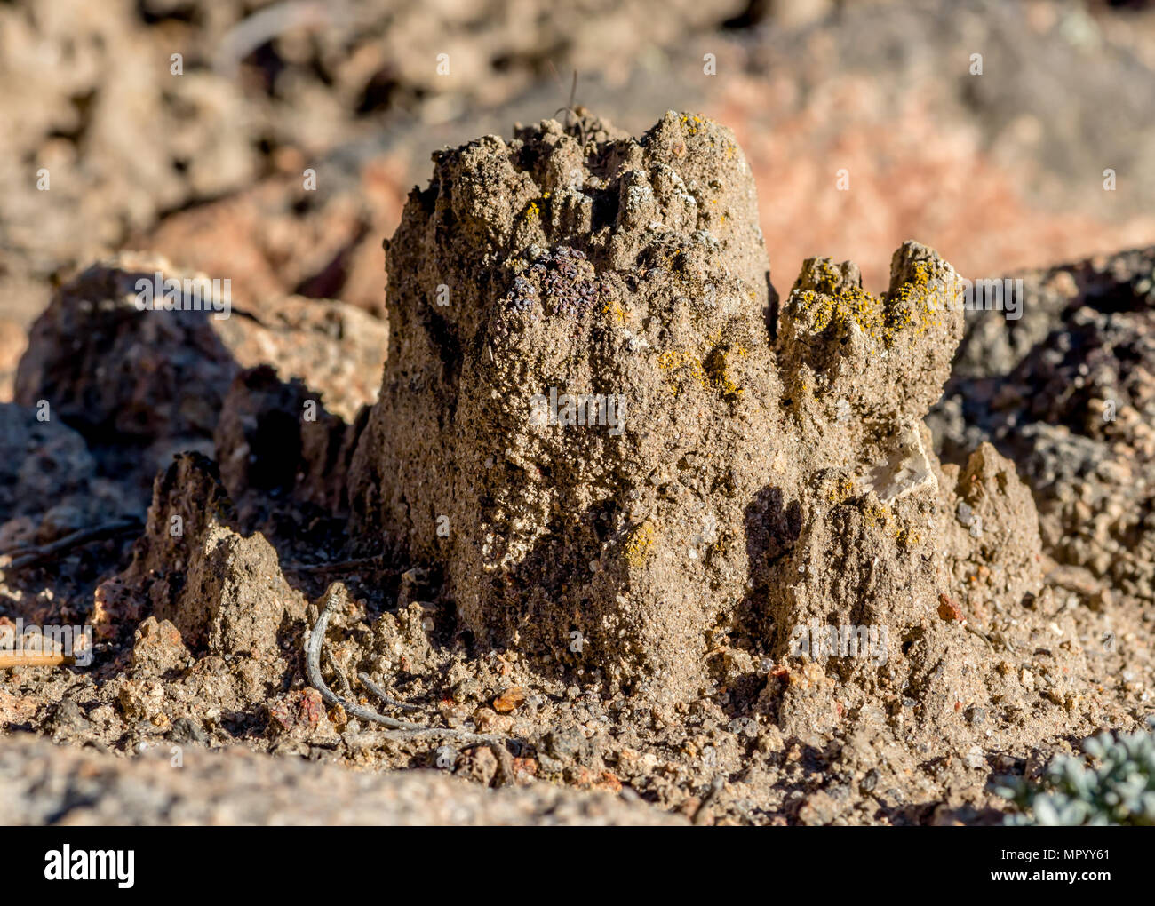 Einige der höchsten biologischen Boden Kruste ich in Nevada gesehen haben. Dieses Schloss wurde fast 3' hoch. Stockfoto
