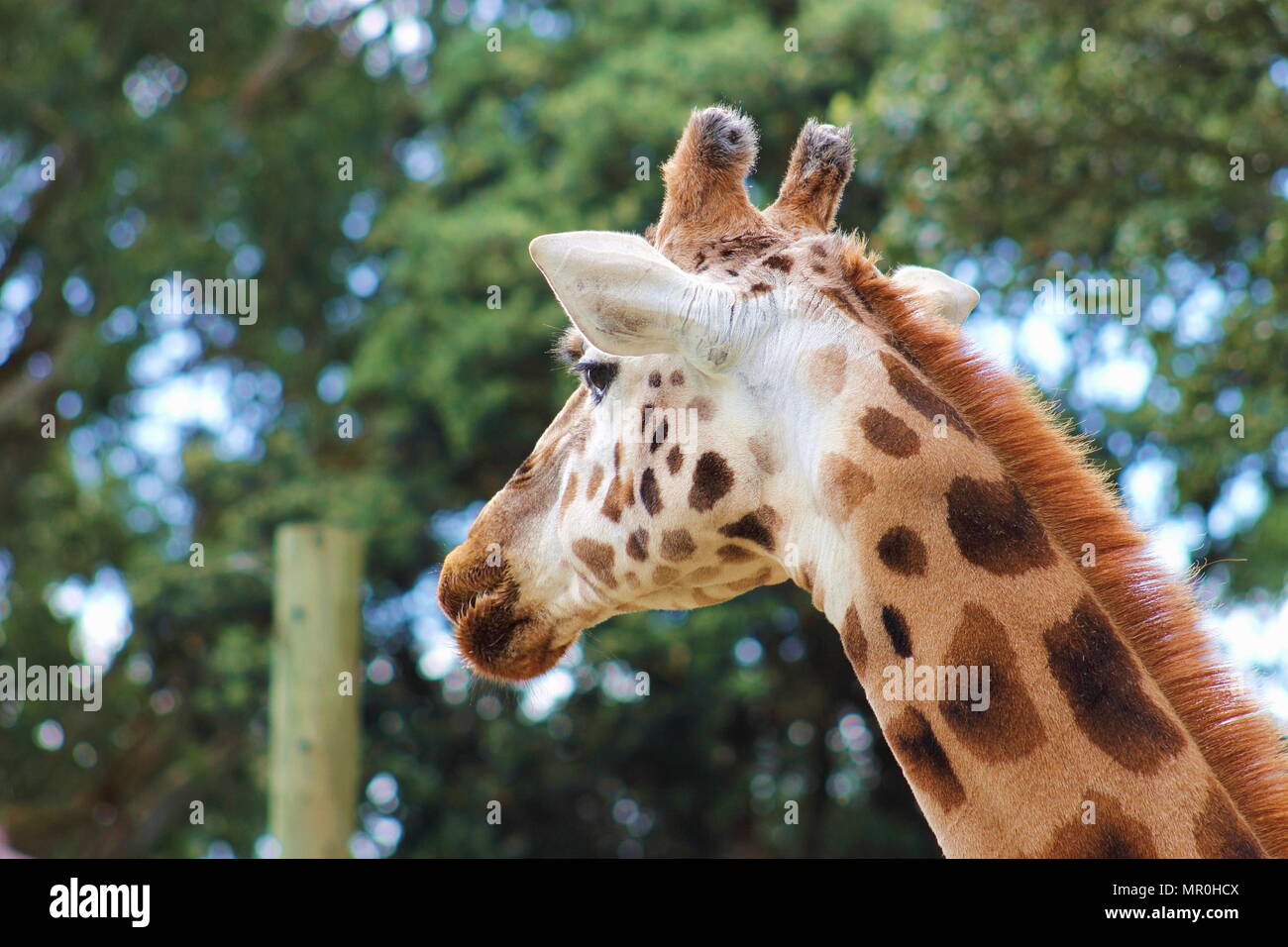 Eine Seite Profil Portrait einer Giraffe (Giraffa Camelopardalis) Stockfoto