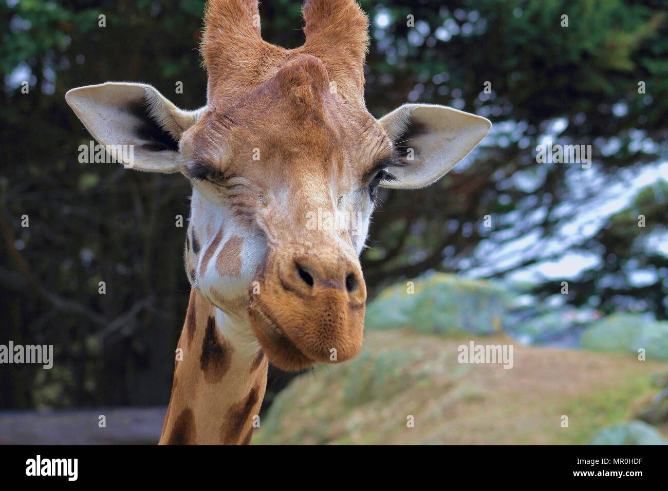 Nahaufnahme einer Giraffe (Giraffa Camelopardalis) Zwinkerndes Stockfoto