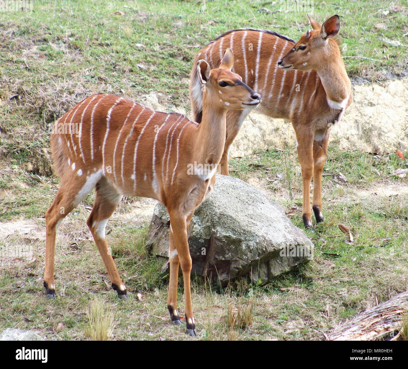 Das nyala (Tragelaphus angasii Nyala oder angasii), auch genannt, ist eine spiralförmige inyala Hörnern Antilopen native an das südliche Afrika. Stockfoto