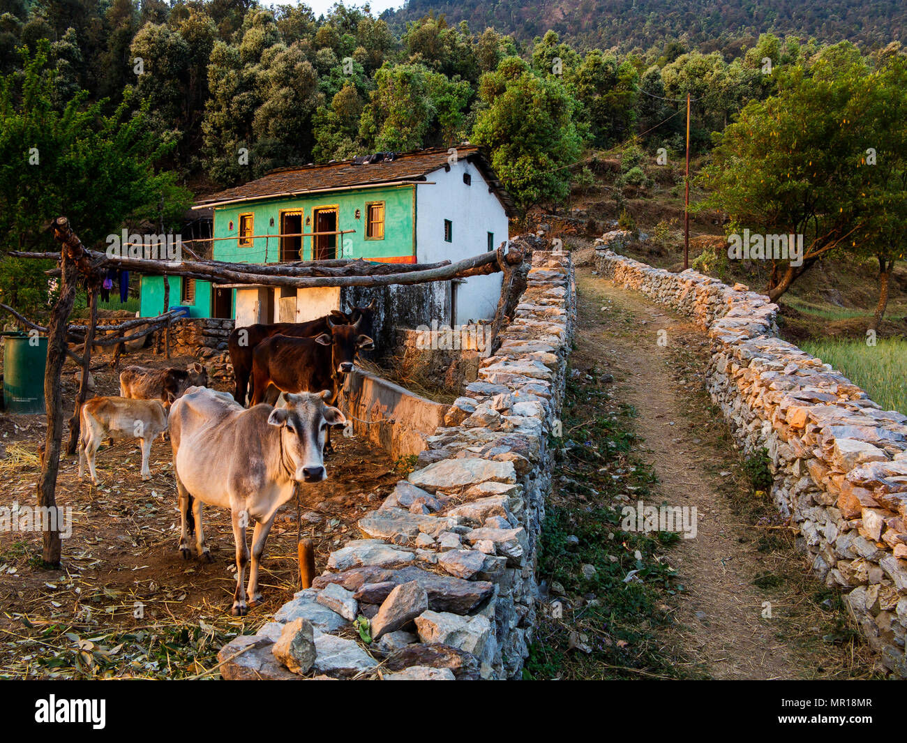 Chowgarh tiger -Fotos und -Bildmaterial in hoher Auflösung – Alamy