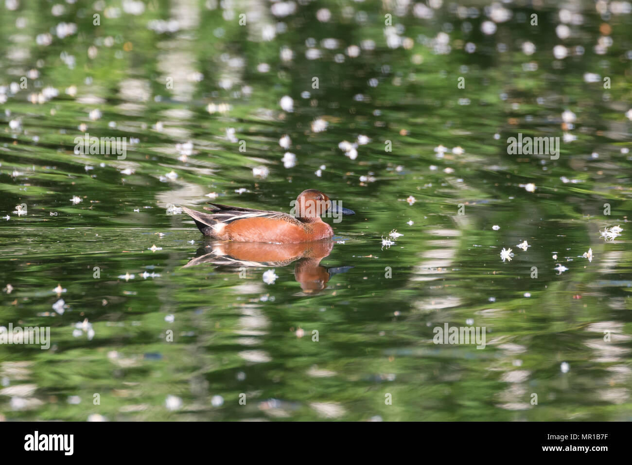 Cinnamon teal Vogel bei Vancouver BC Kanada Stockfoto