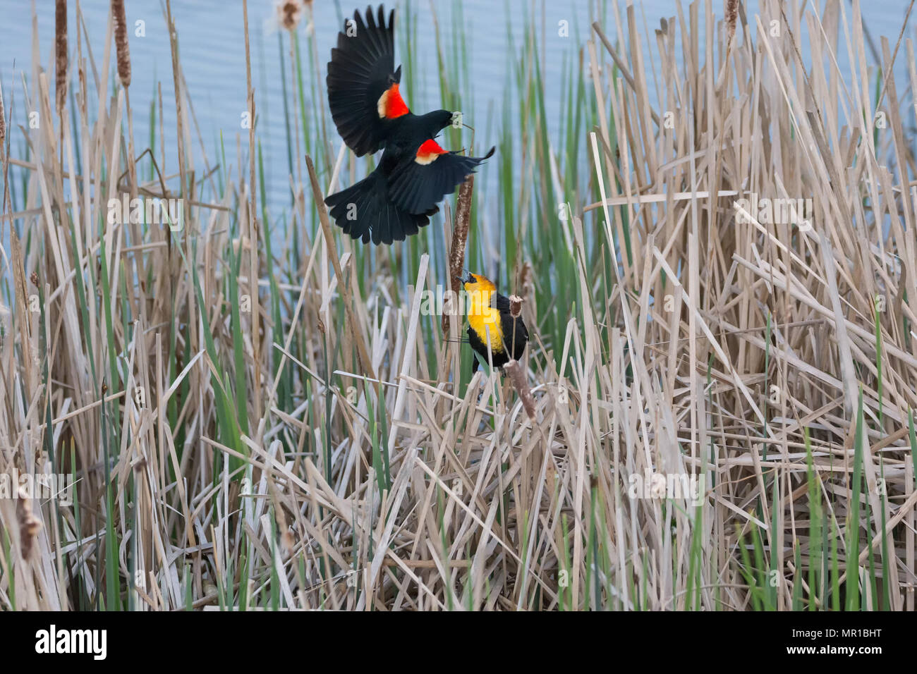 Gelbe Leitung Blackbird und Red Winged Blackbird Kampf um Territorium in Vancouver BC Kanada Stockfoto