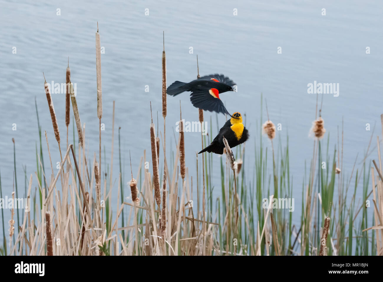 Gelbe Leitung Blackbird und Red Winged Blackbird Kampf um Territorium in Vancouver BC Kanada Stockfoto