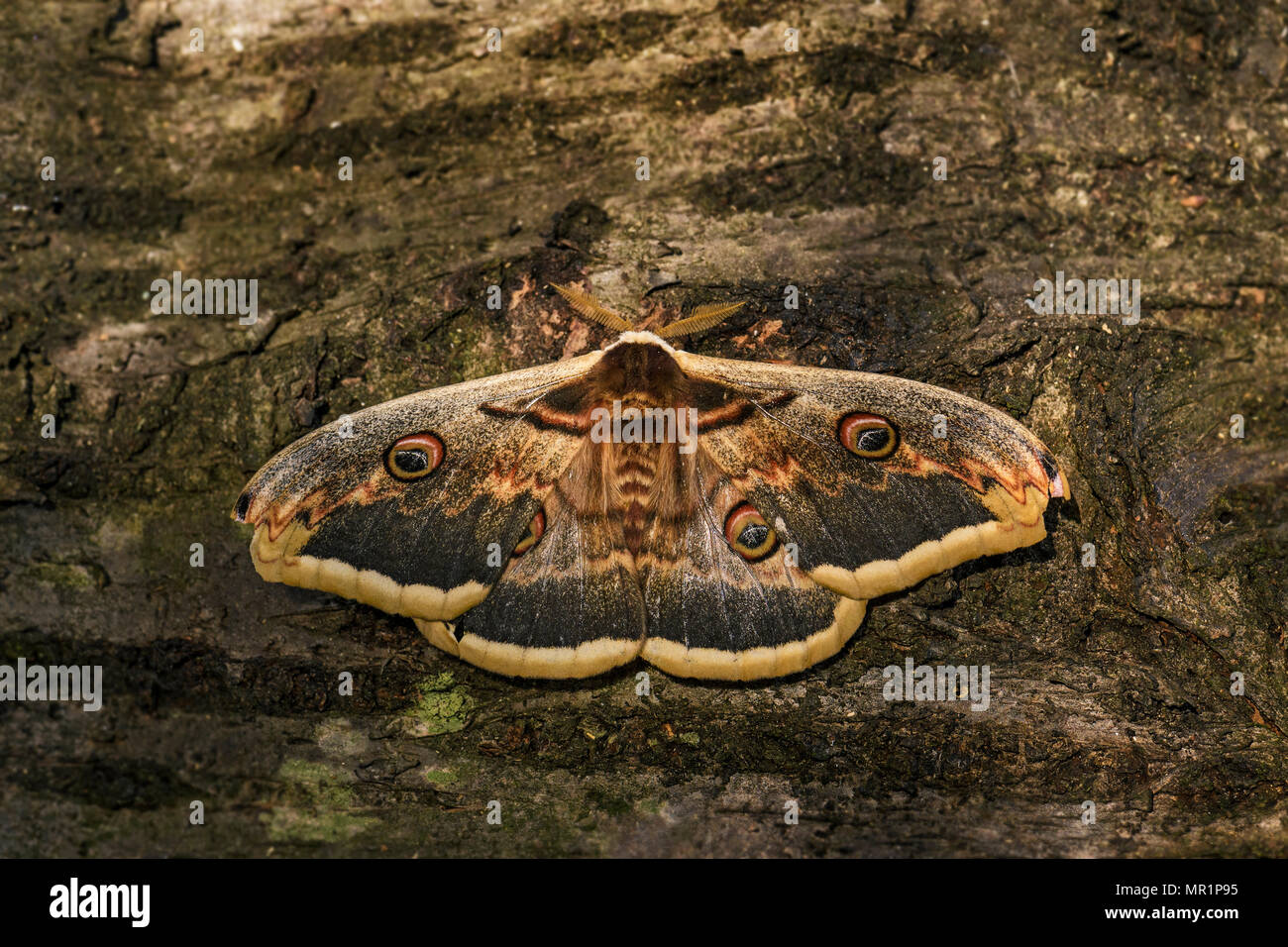 Große Peacock Motte Saturnia pyri, schöne große Motte aus Europa