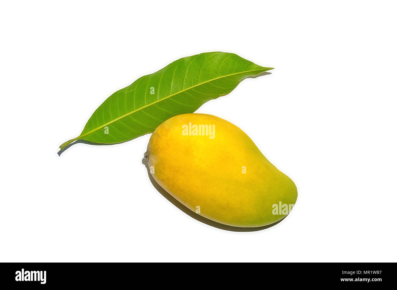 Mango Obst für isolierte den Hintergrund auf weißem Hintergrund, Thai mango auf auf weißem Hintergrund für abgeschnitten, Asien Mango im Sommer Stockfoto