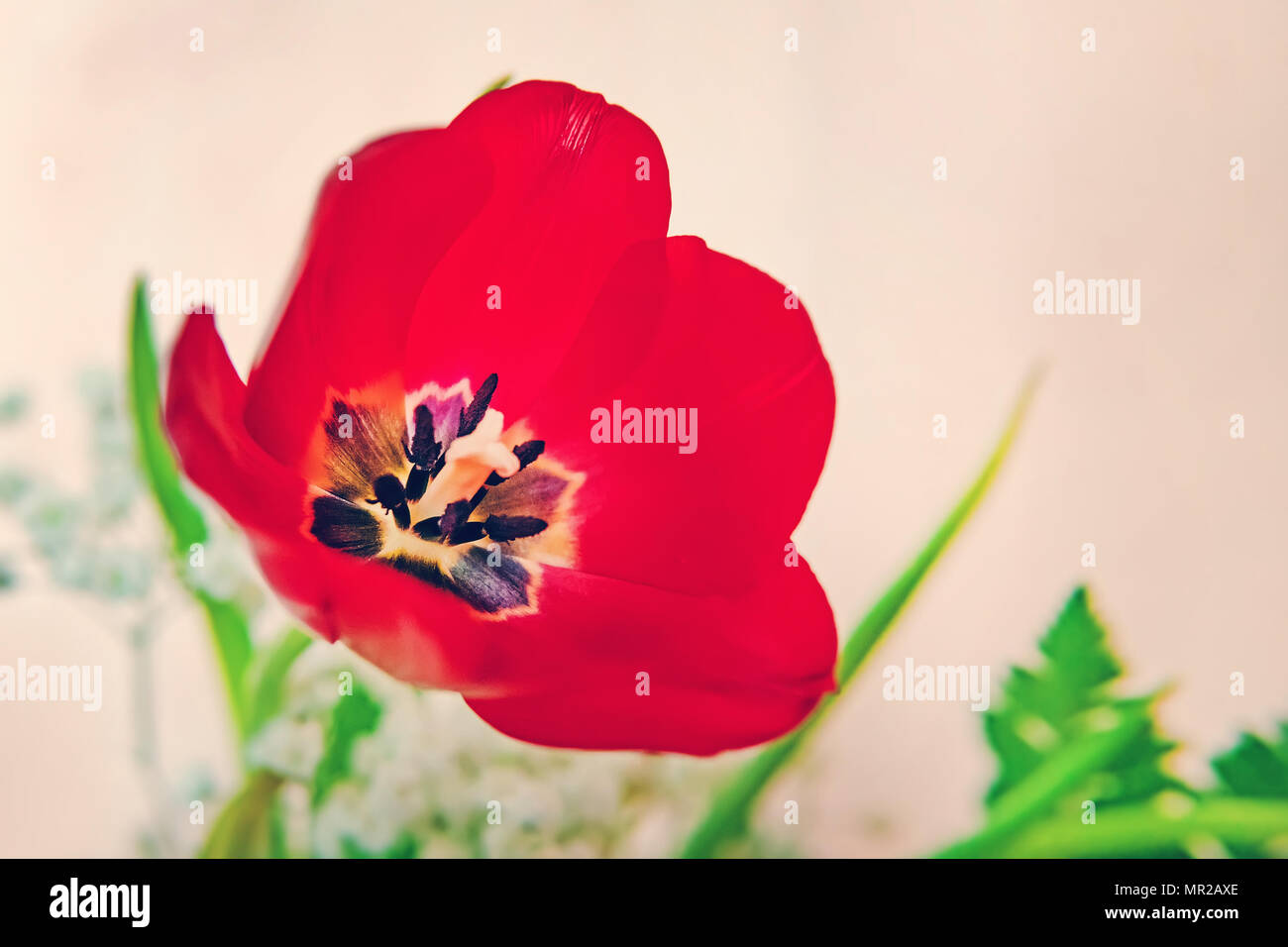 . Blumen Tulpen Hintergrund. Wunderschöne Aussicht auf orange Tulpen Sonnenlicht. Tulpen, Tulpen, schön rot blühenden Tulpe in einem Composite Bouquet. Stockfoto