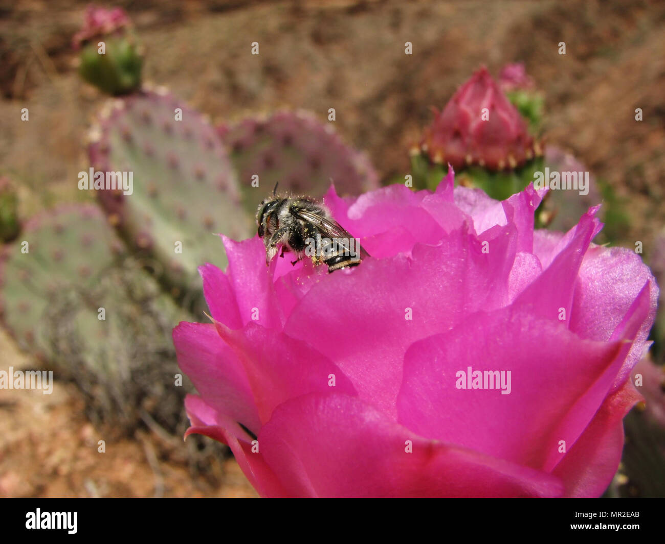 Biene mit Pollen auf Rosa beavertail Kaktusblüte Stockfoto