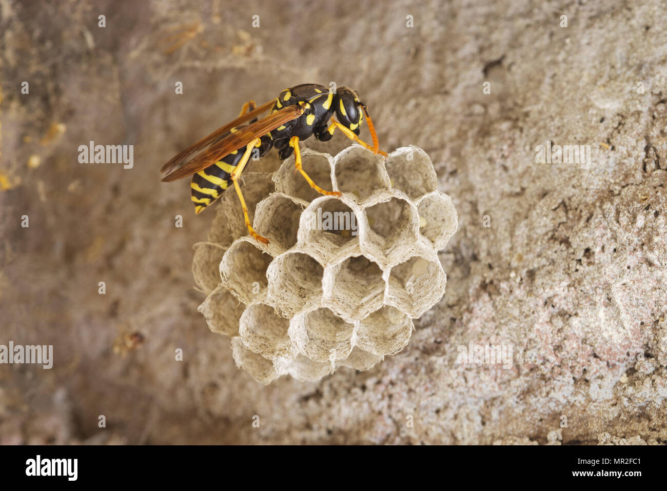 Paper Wasp auf kleinen Wespennest Stockfoto