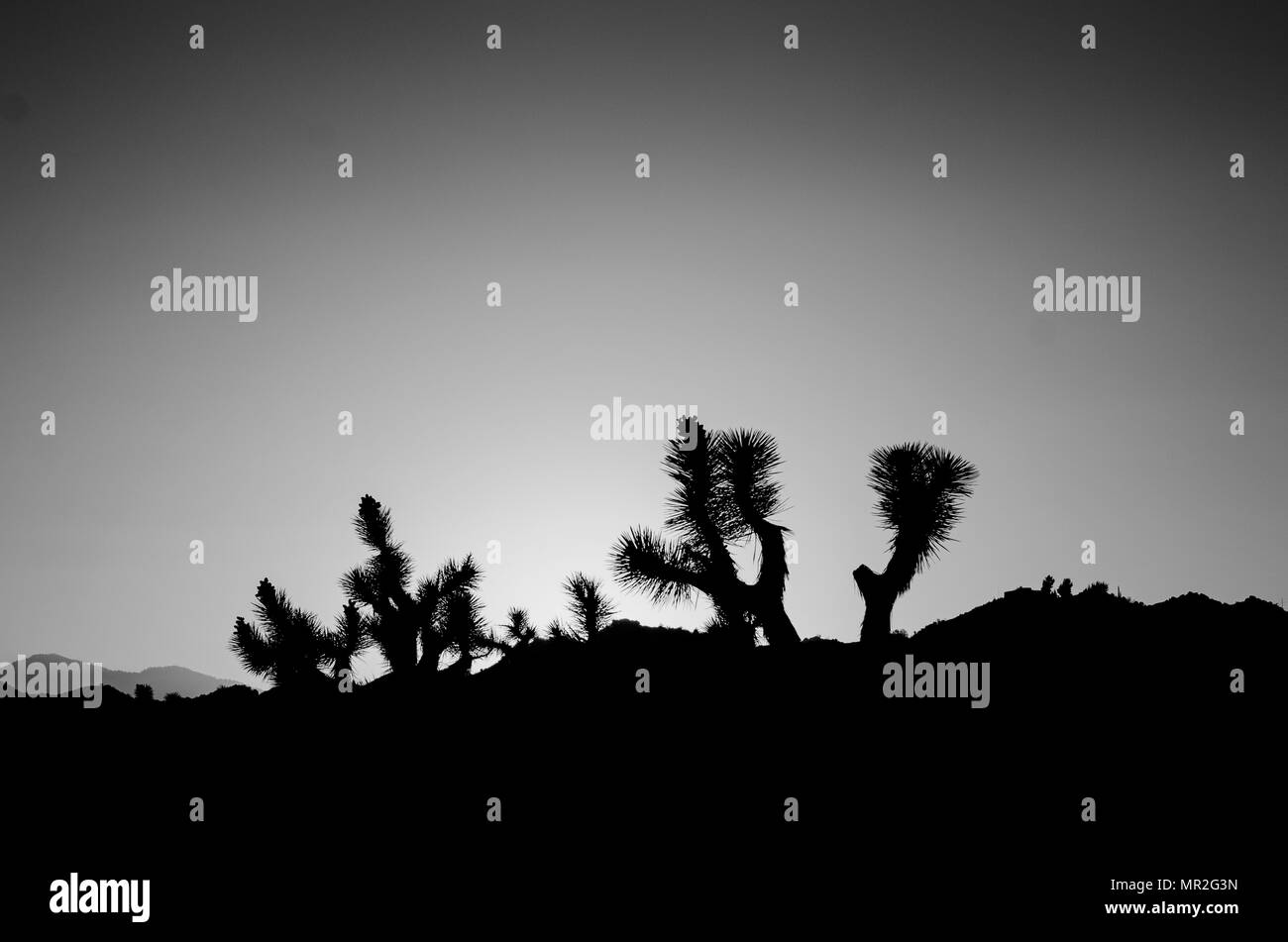 Joshua Baum Sonnenuntergang Stockfoto