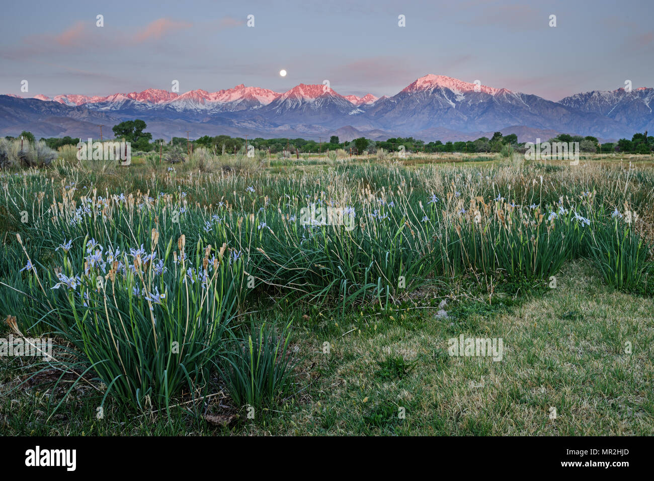 Wild Iris blüht in einem Feld mit Berg Sonnenaufgang und -untergang in der Ferne Stockfoto