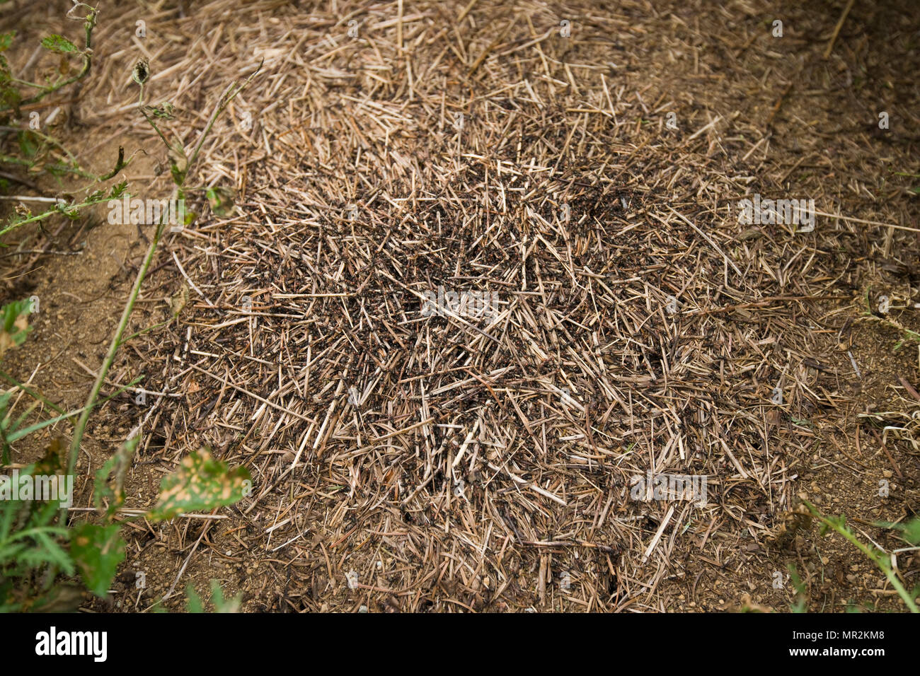 Formica obscuripes Western thatching Ant Colony Stockfoto