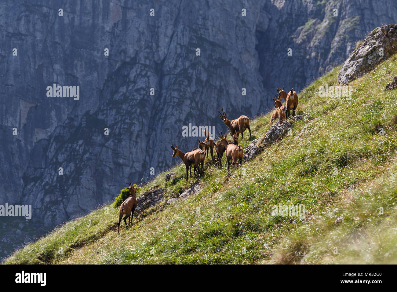 Chamois Herde in den Karpaten, fagaras, Rumänien Stockfoto