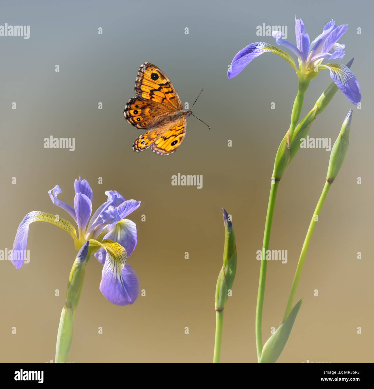 Butterfly mit blauen Blenden Stockfoto