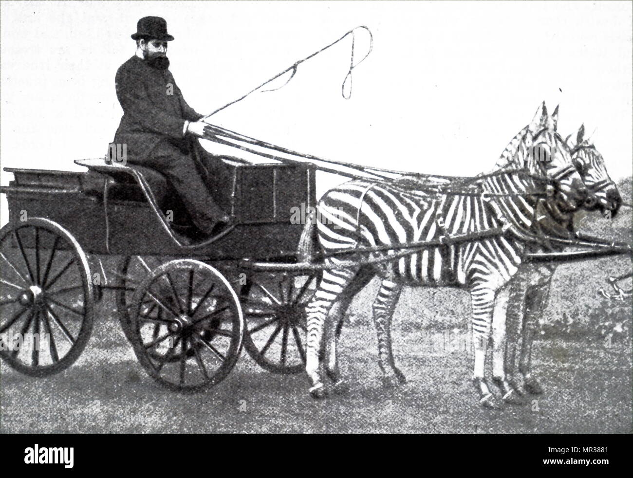 Foto von Lionel de Rothschild fahren eine Mannschaft der Zebras. Lionel de Rothschild (1808-1879) ein britischer Banker, Politiker und Philanthrop, war Mitglied der prominenten Rothschild banking Familie. Vom 19. Jahrhundert Stockfoto