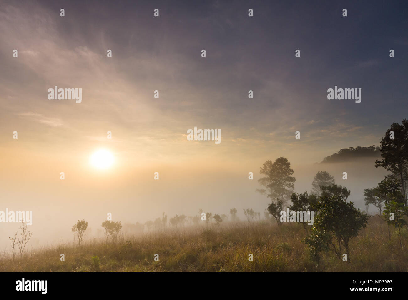 Schönen Sonnenaufgang mit nebligen Umgebung in nationalen öffentlichen Park von Thailand Stockfoto