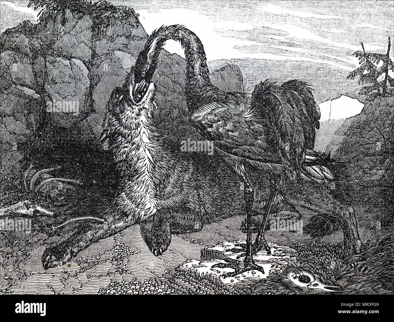 Abbildung zeigt ein Wolf und ein Kran von George Cruikshank. George Cruikshank (1792-1878) ein britischer Karikaturist und Illustrator. Vom 19. Jahrhundert Stockfoto