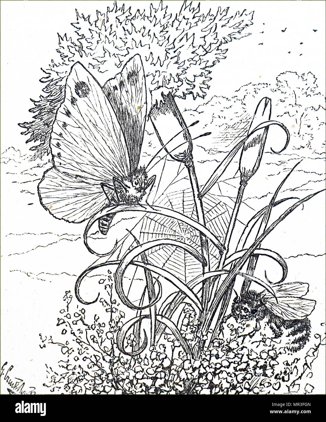 Abbildung: Darstellung einer Schmetterling und Biene illustriert von George Cruikshank. George Cruikshank (1792-1878) ein britischer Karikaturist und Illustrator. Vom 19. Jahrhundert Stockfoto