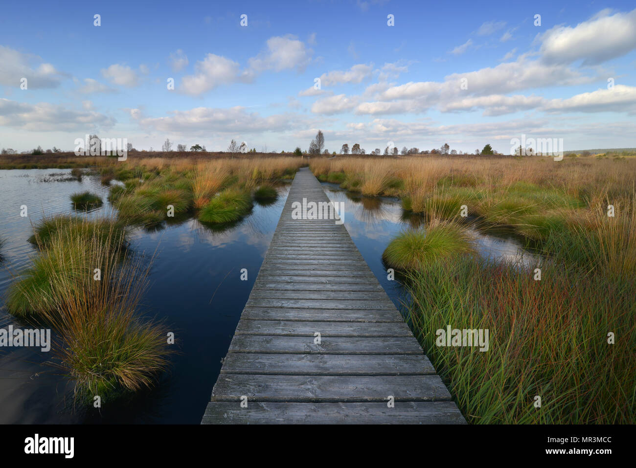 Brackvenn in Belgien Stockfoto