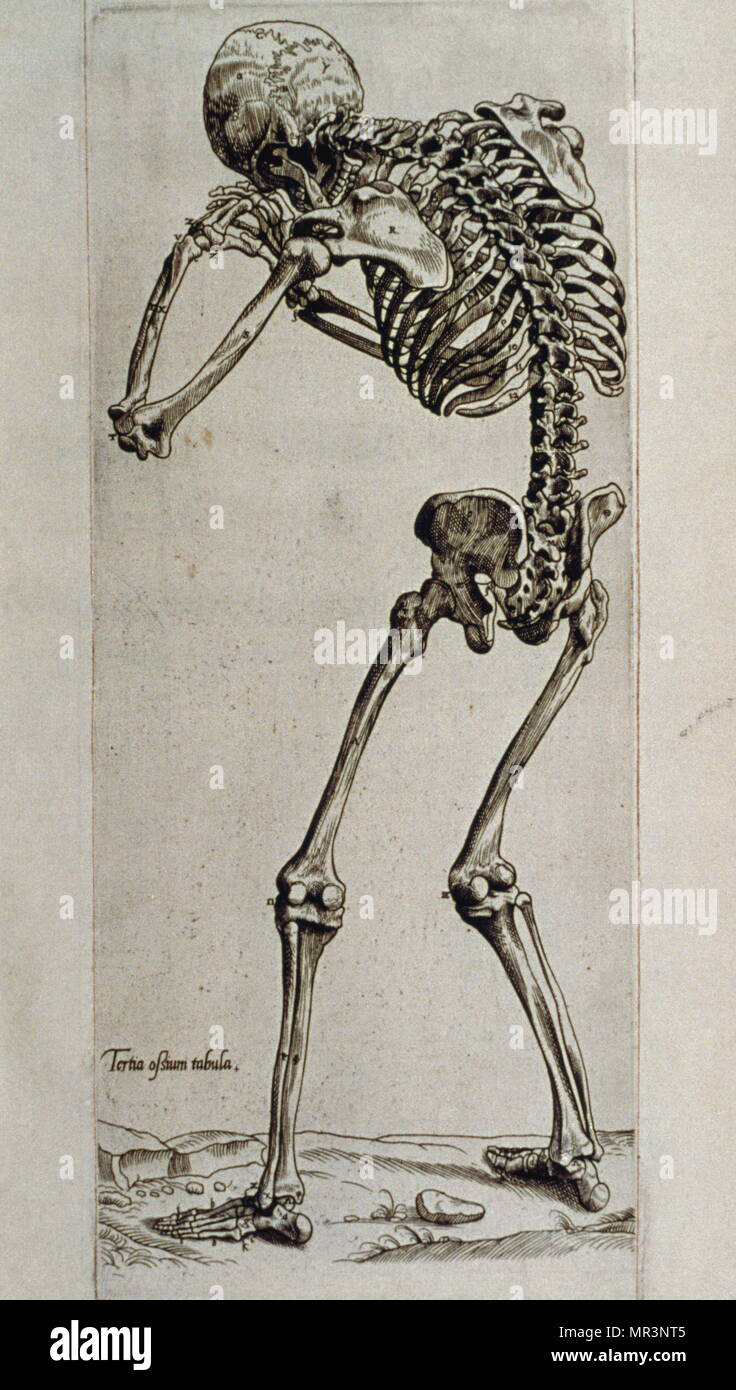Die menschliche Form von Andreas Vesalius (1514 - 1564) aus dem 16. Jahrhundert flämische, niederländische Anatom, Arzt erstellt. Von seiner einflussreichen Bücher auf die menschliche Anatomie, De Humani Corporis Fabrica (Auf das Gewebe des menschlichen Körpers). Vesalius wird oft als der Begründer der modernen Anatomie des Menschen bezeichnet. Stockfoto