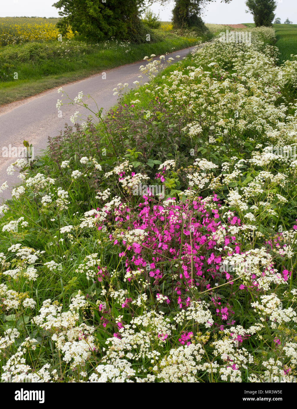 Red Campion Silene Dioica und Hecke paisley auf Feld Marge Norfolk UK Mai Stockfoto