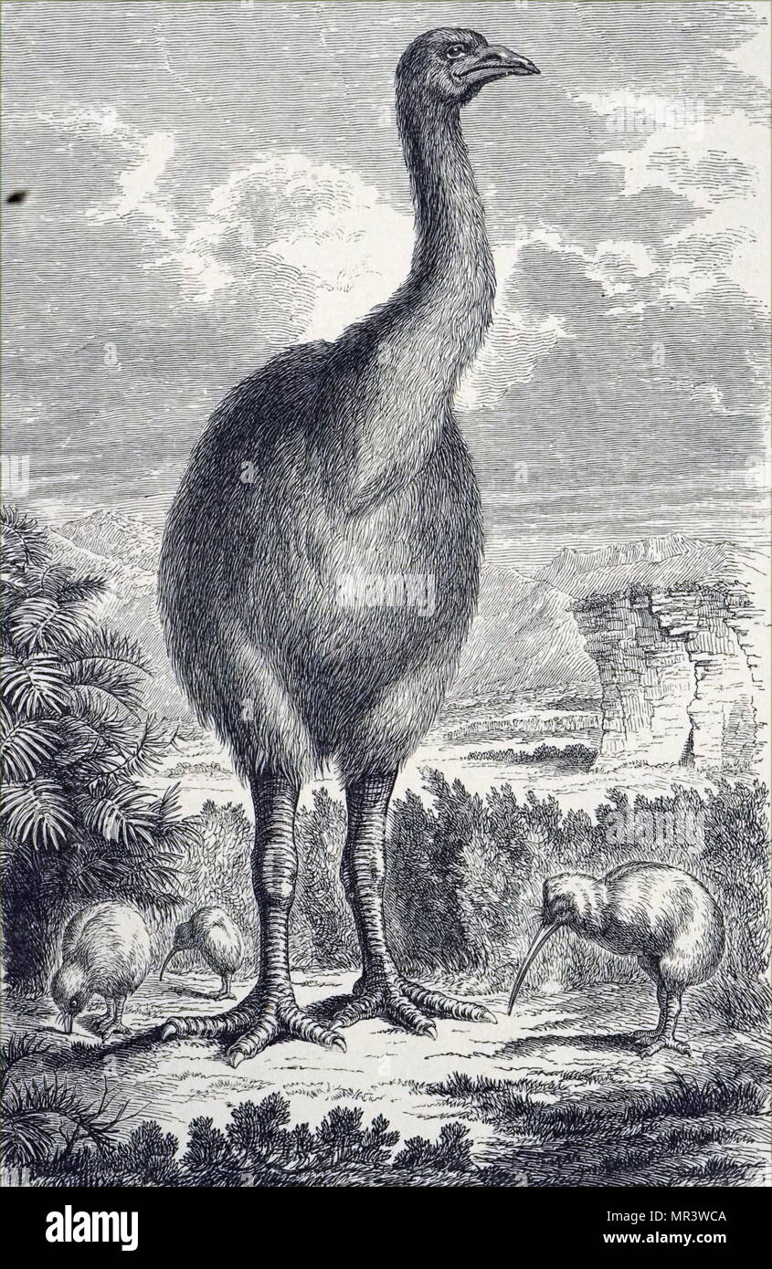 Moa Extinct Stockfotos und bilder Kaufen Alamy