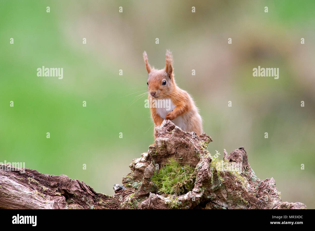 Ein rotes Eichhörnchen (Sciurus vulgaris) in den Wäldern von Dumfries und Galloway, Schottland, Großbritannien Stockfoto