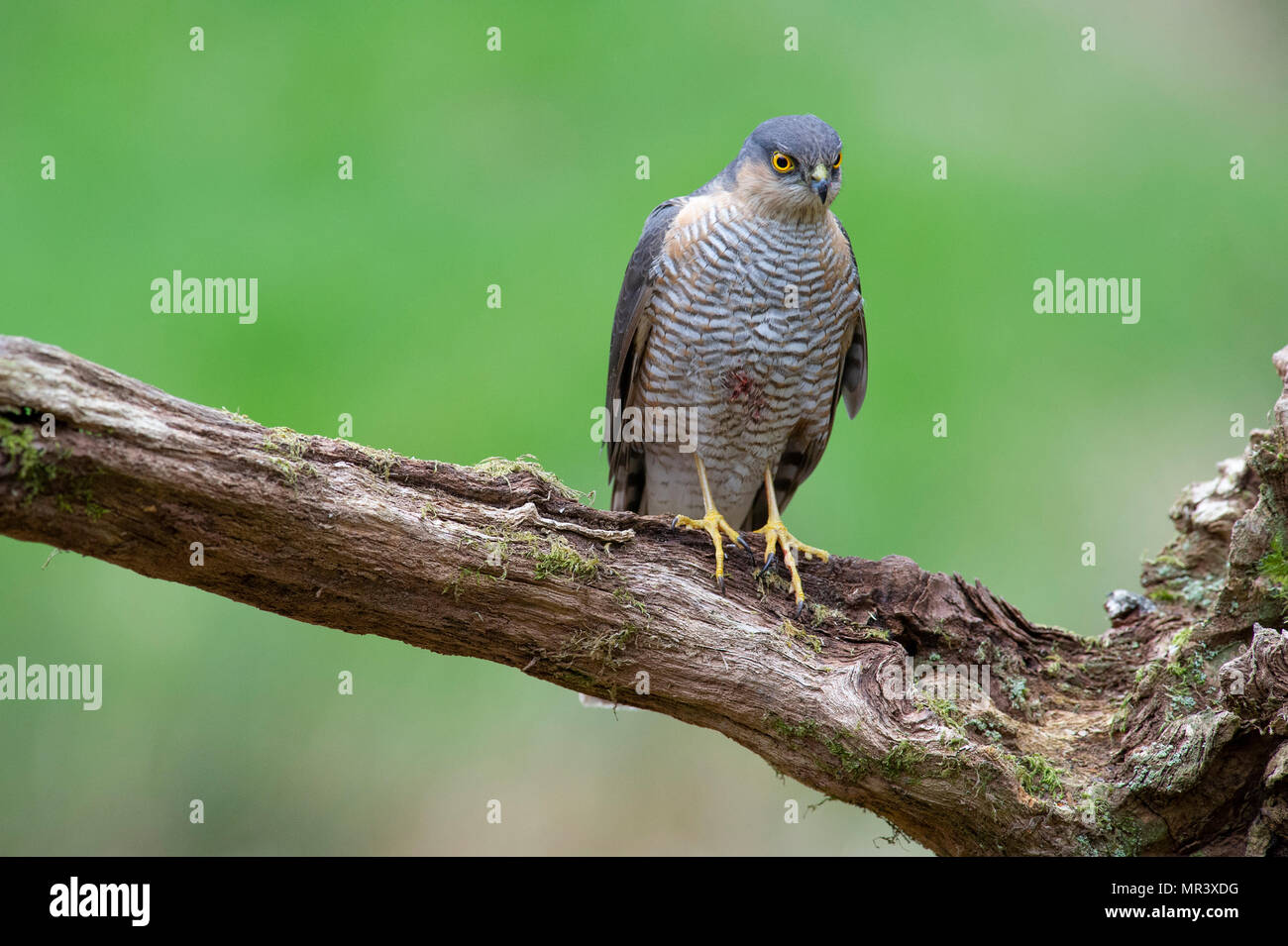 Einen weiblichen Sperber (Accipiter nisus) thront auf einem Zweig in der Britischen Wälder. Stockfoto