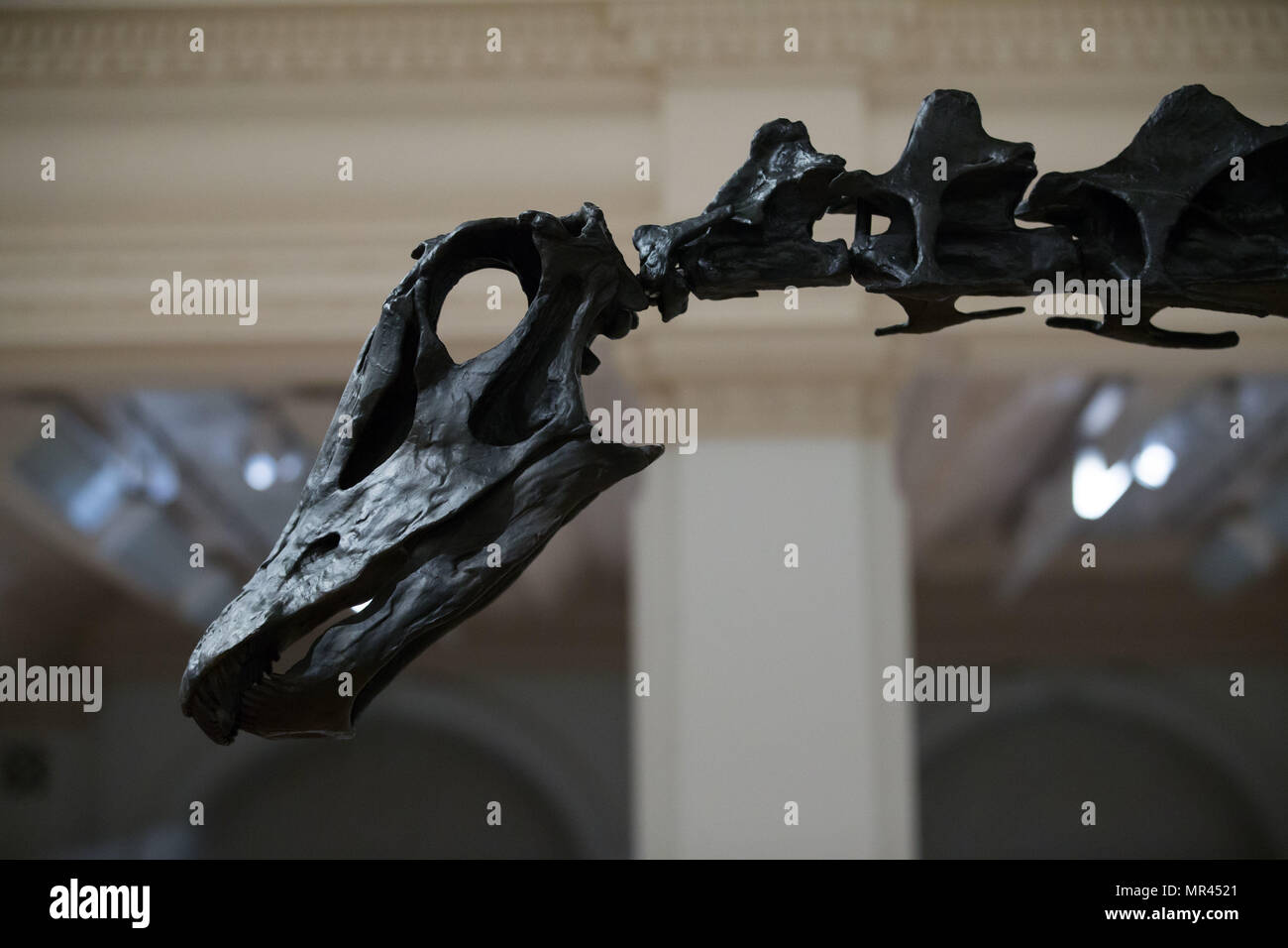 Dippy, das Natural History Museum von Diplodocus Skelett in Birmingham Museum & Art Gallery vor ihrer Eröffnung am Samstag, dem zweiten Stopp auf ihrer UK-Tour installiert ist. Stockfoto