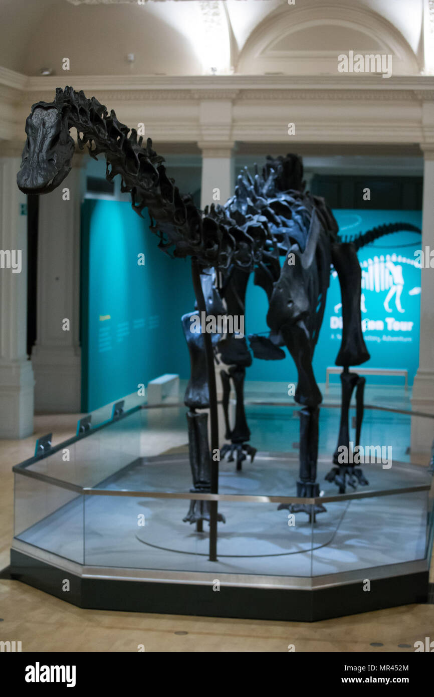 Dippy, das Natural History Museum von Diplodocus Skelett in Birmingham Museum & Art Gallery vor ihrer Eröffnung am Samstag, dem zweiten Stopp auf ihrer UK-Tour installiert ist. Stockfoto