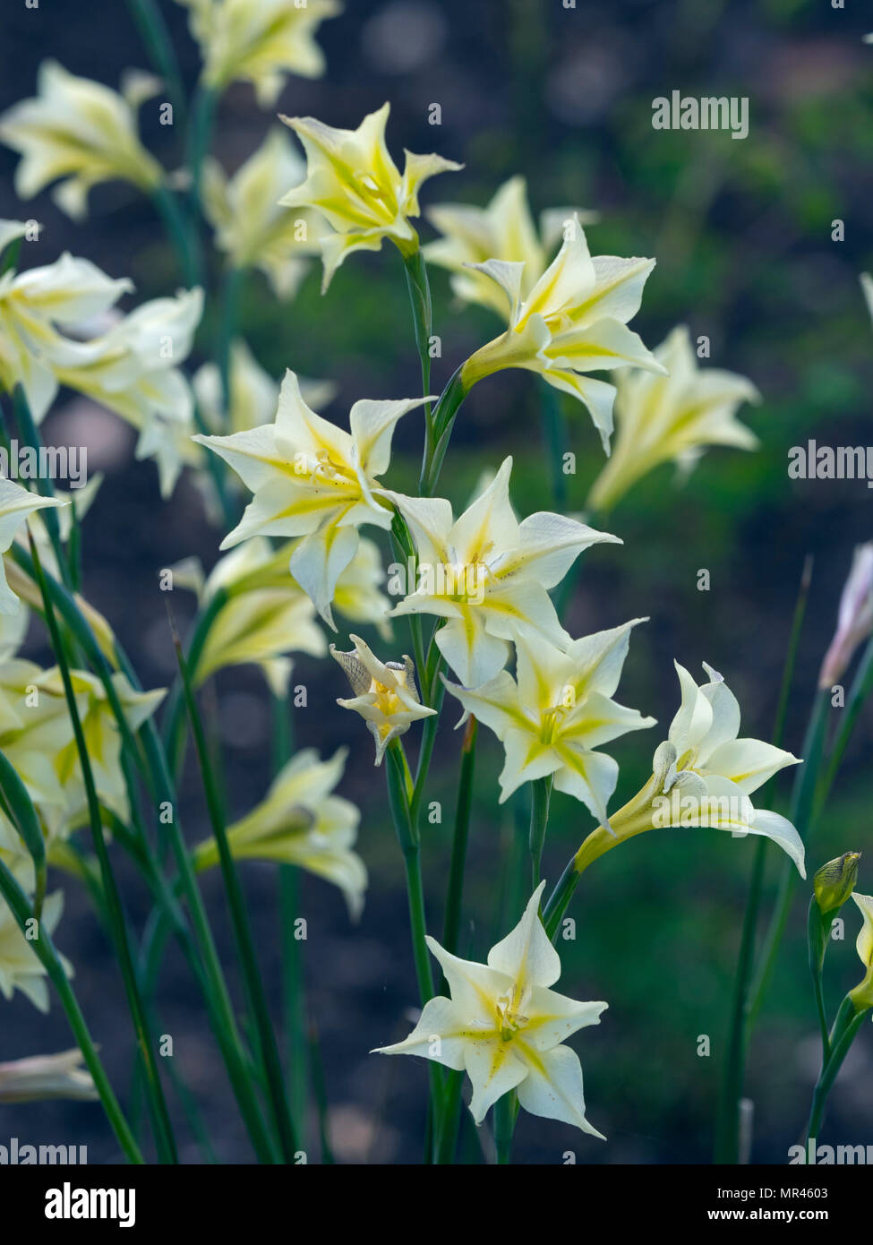 Gladiolus tristis im Sommer Grenze Stockfoto
