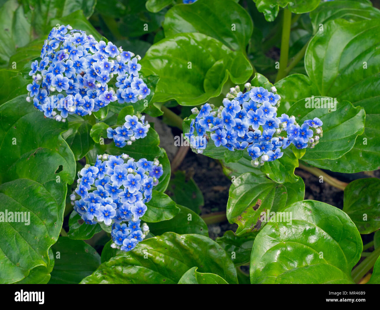 Chatham Island Forget-me-not Myosotidium Hortensia Stockfoto