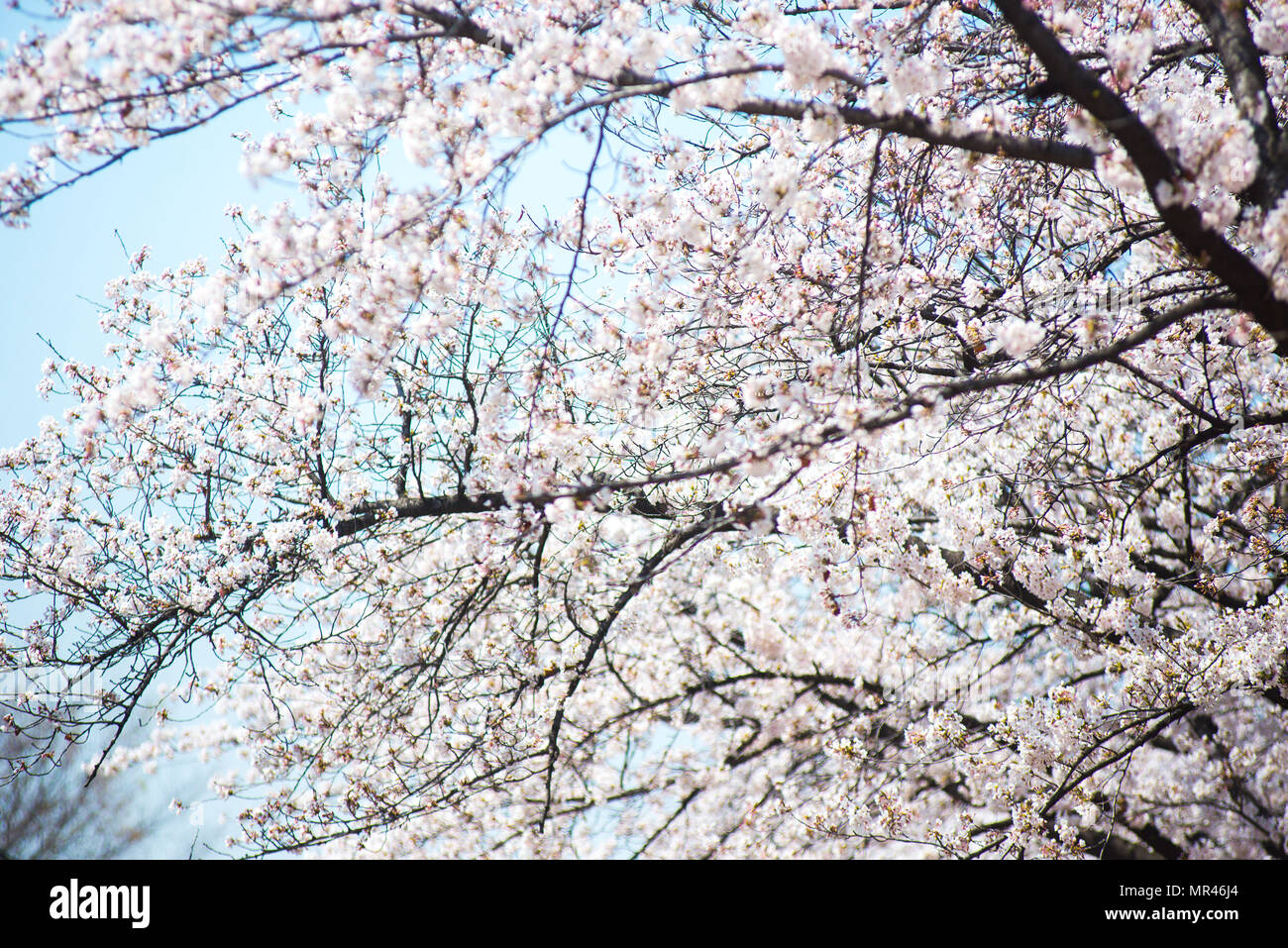 Ein Baum blüht mit rosa Blumen.at Sonnen zurück Licht. Feder, Südkorea Seoul Stockfoto