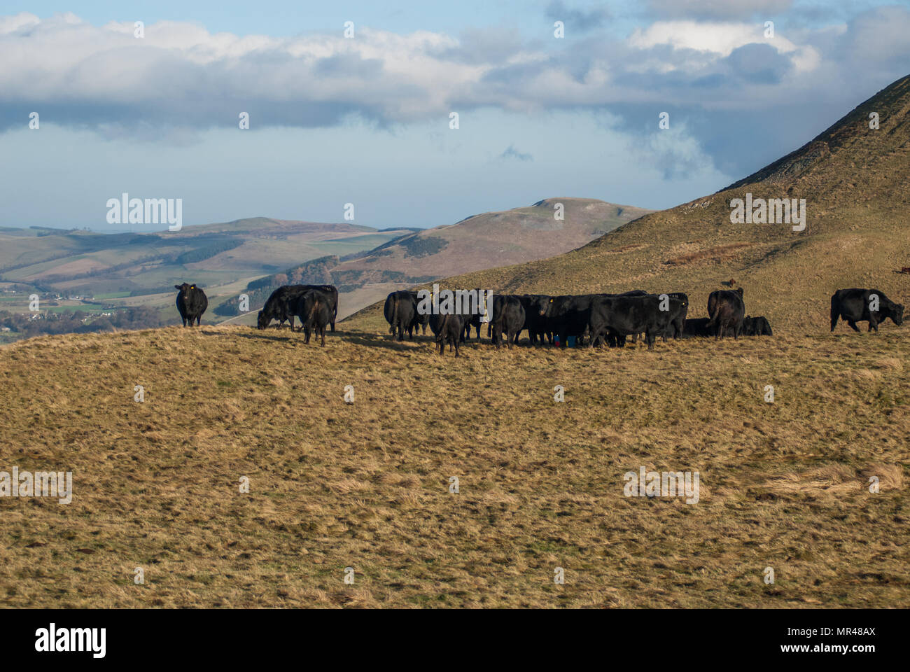 Aberdeen Angus Kühe auf einem Hügel in den Scottish Borders in der Nähe von St Cuthberts Weg. Stockfoto