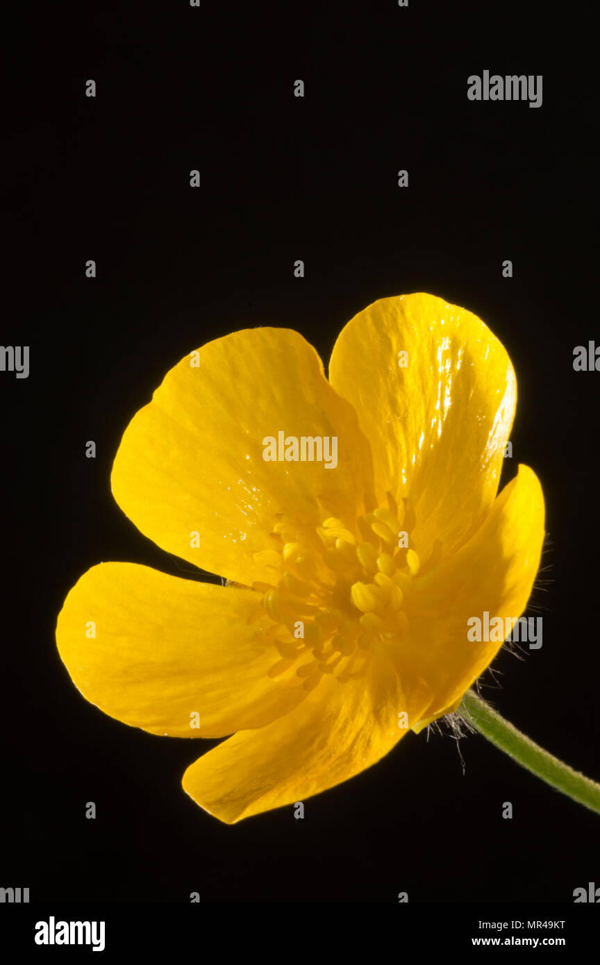 Isolierte buttercup Blume auf dunklem Hintergrund drinnen Birmingham GROSSBRITANNIEN vom 23. Mai 2018 um 17.00 Uhr Stockfoto