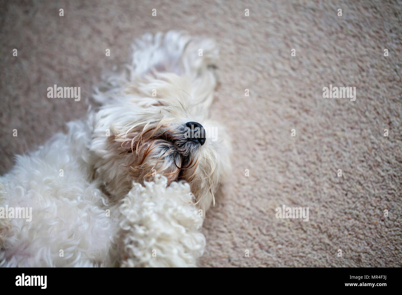 Adorable Hund, ist eine Mischung zwischen Shih Tzu und Bichon Frise Stockfoto