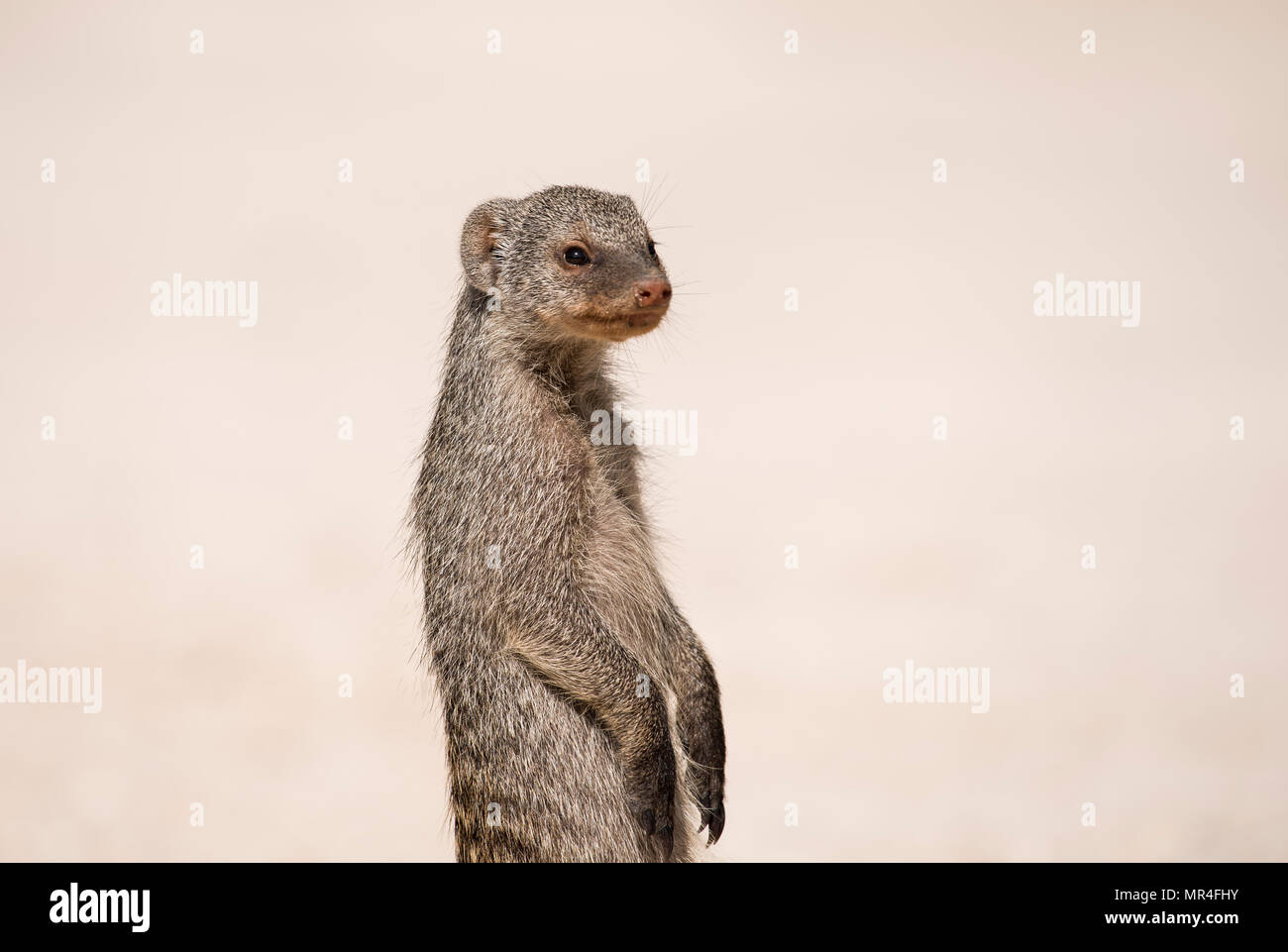 Banded mongoose, Etosha National Park, Namibia. Stockfoto