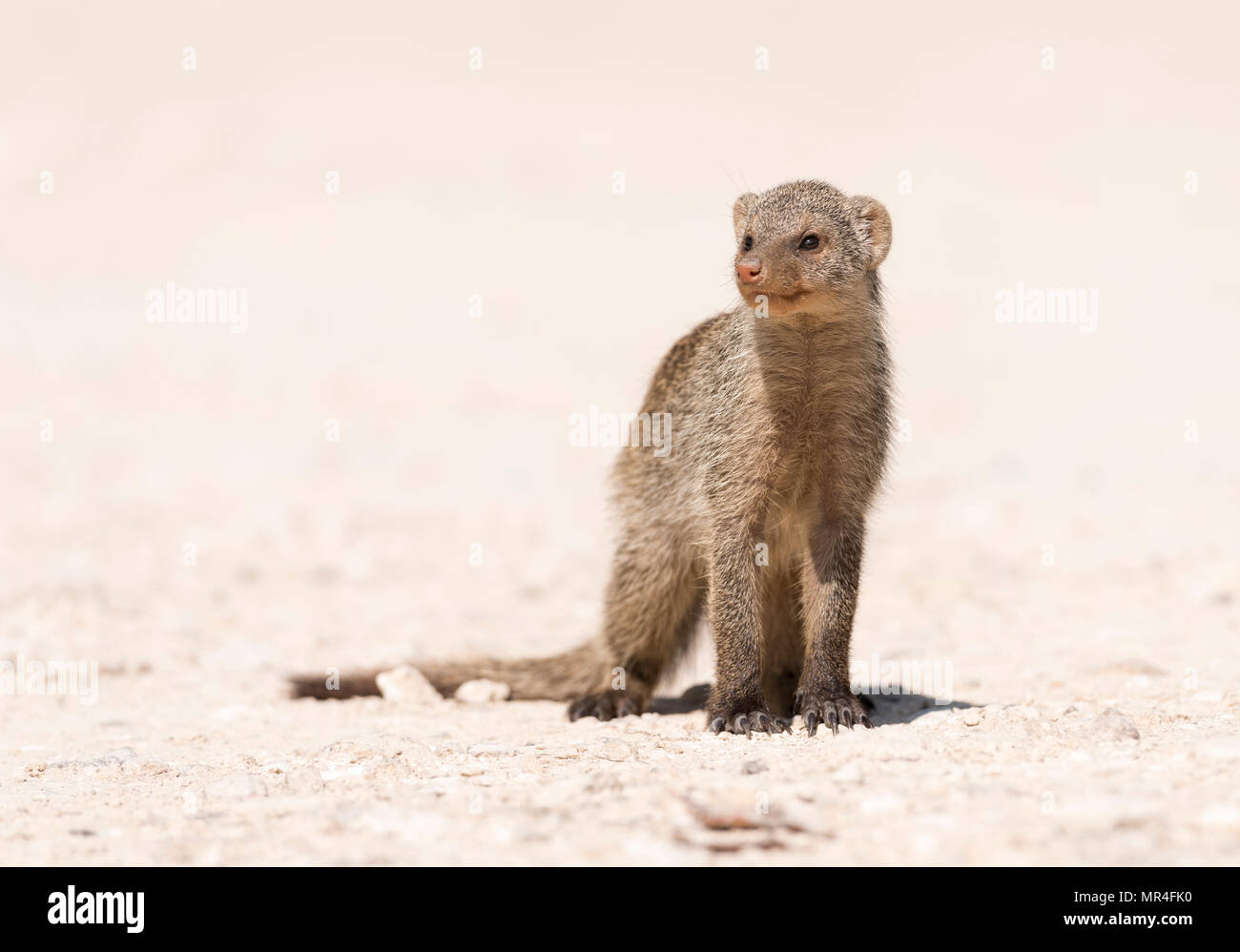 Banded mongoose, Etosha National Park, Namibia. Stockfoto