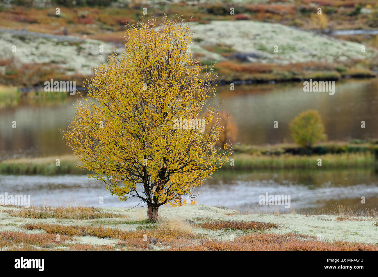 Birke im Herbst Landschaft, dovrefjell, Norwegen, (Betula pubescens) Stockfoto