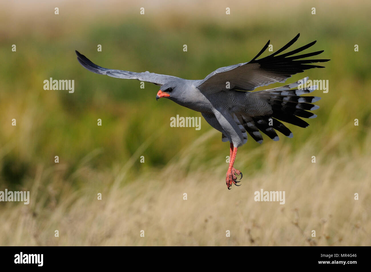 Blass chanting goshawk ist Fliegen, Etosha Nationalpark, Namibia, (melierax canorus) Stockfoto