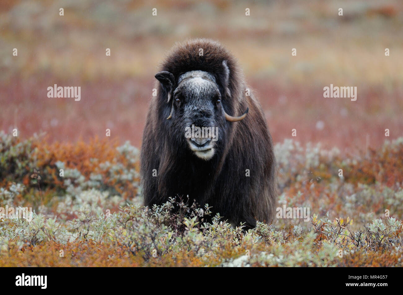 Moschusochse in einem Herbst Landschaft, dovrefjell, Norwegen, (ovibos moschatus) Stockfoto