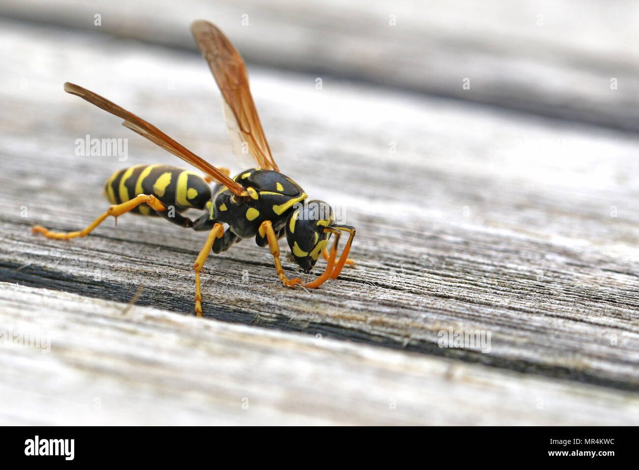 Baum Wasp, oder Papier Wasp sehr nah bis stripping Holz Gartenmöbel ein Nest lateinischer Name dolichovespula sylvestris oder feldwespe gallicus zu bauen Stockfoto