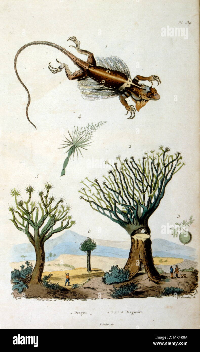 Französisch, farbige Illustration, um 1884, mit Rüschen-necked Lizard (Chlamydosaurus Kingii), auch bekannt als die Frilled lizard, gerüschten Drachen oder Rüschen agama, ist eine Pflanzenart aus der Gattung der Eidechse, die vor allem im nördlichen Australien und das südliche Neuguinea gefunden wird. Stockfoto