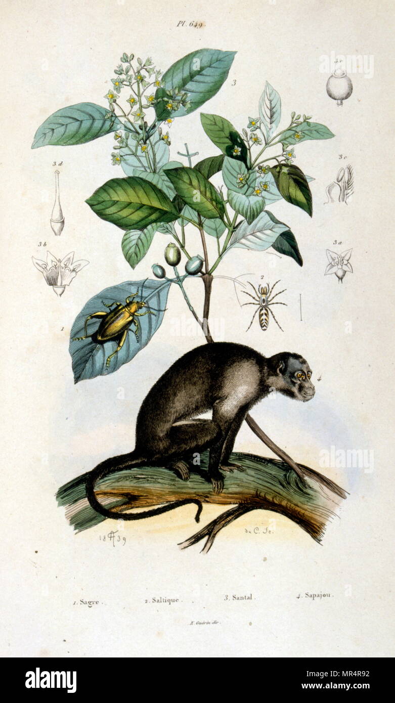 Französisch, farbige Illustration, um 1884, auf dem ein Affe in einem Baum. Stockfoto