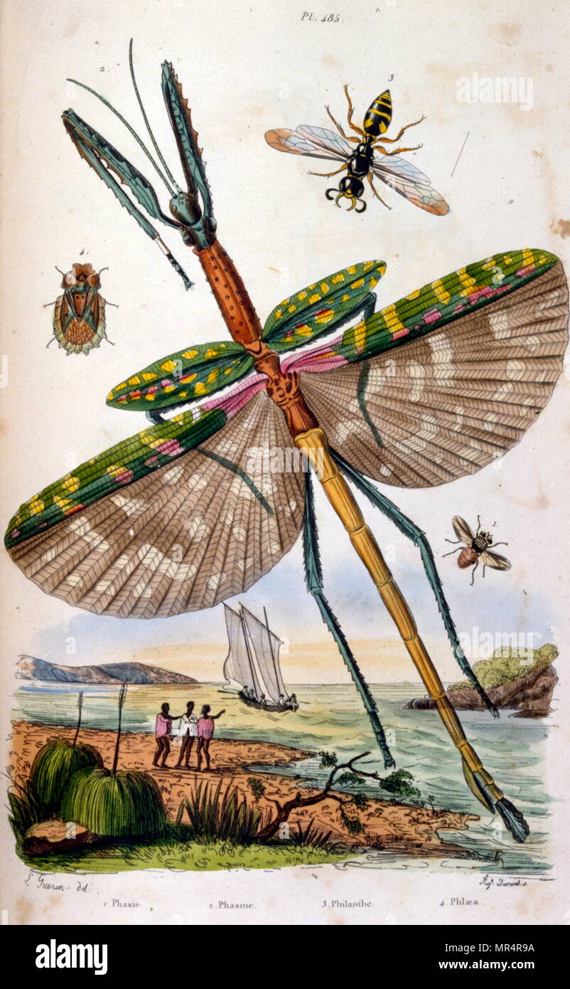 Französisch, farbige Abbildung, datiert ca. 1884, Darstellung von verschiedenen tropischen Insekten einschließlich einem großen Drachen fliegen Stockfoto